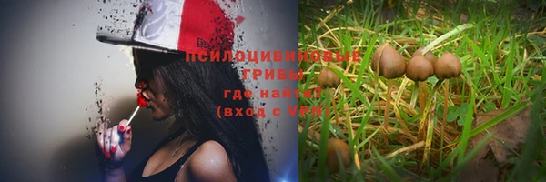 ПСИЛОЦИБИНОВЫЕ ГРИБЫ Гусев